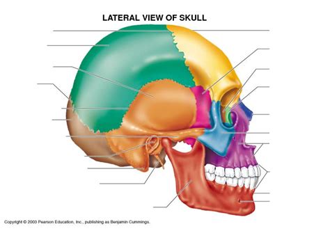 Cranial Bones 8 Diagram Quizlet
