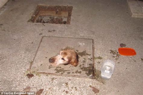 Dog Has To Be Rescued After Getting Stuck In A Sewer Daily Mail Online