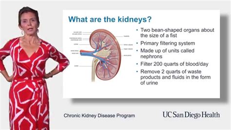 What Is The Job Of The Kidneys