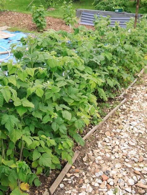 How To Plant Raspberries Gardens Landscaping And Home