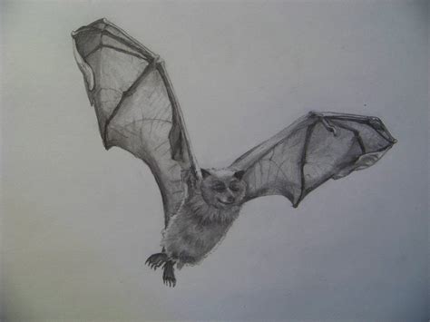 Wings A Journey From The Earthly To The Heavenly Little Bat Drawing