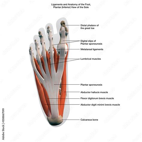 Lateral Muscles And Bones Of The Foot Plantar View Of The Sole Labeled