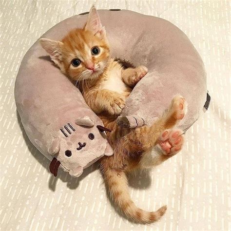 Cute Cats Of Instagram On Instagram Adorable 😻😸 Kittensofworld