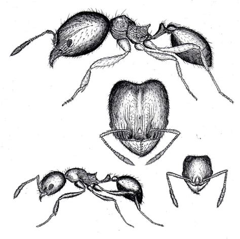 How To Draw Ant Step By Step Guide Drawing All