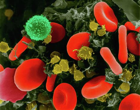 Red Blood Cells Photograph By Dennis Kunkel Microscopy Science Photo Library Pixels