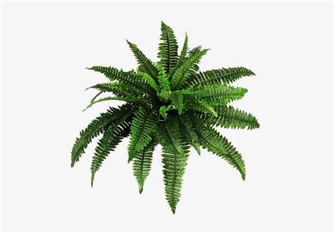 Download Plant Overlay Png Transparent Png 900x600 Free Download