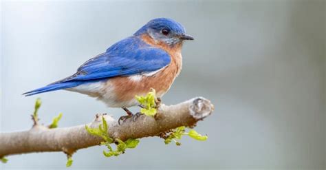 Discover 11 Blue Birds In Virginia A Z Animals