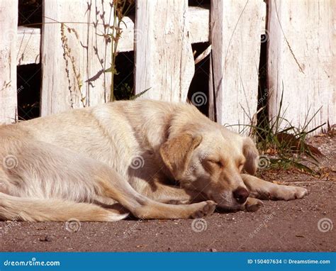 Sleepy Dog Cute Dog Nice Mood Positive Vibe Stock Photo Image Of
