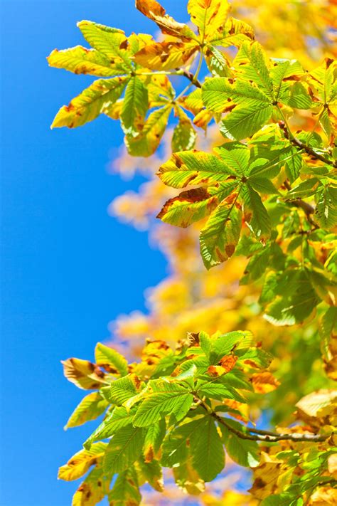 Free Images Branch Blossom Sky Sunlight Leaf Fall Flower Dry