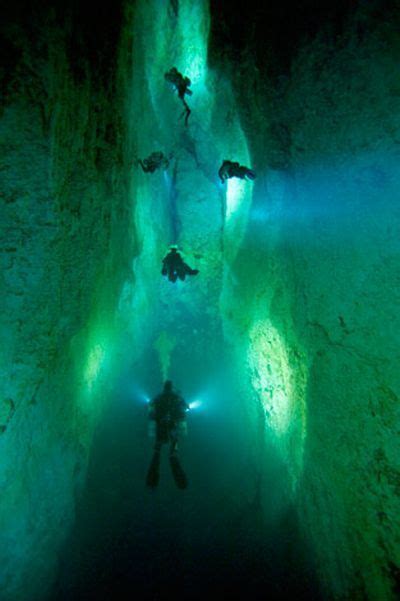 Underwater Caves In The Bahamas Animal Photo