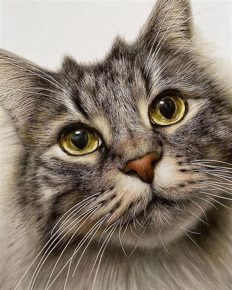 Artist Draws Incredibly Realistic Cat Faces Youll Want To Reach Out