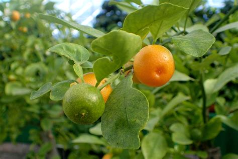 Calamansi Citrus × Microcarpa Calamansi Fruit Garden Citrus