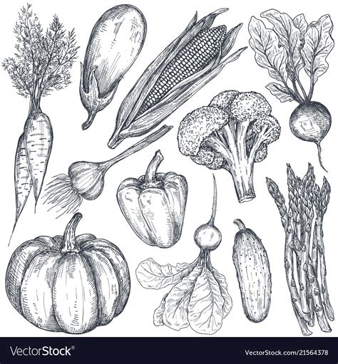 Set Hand Drawn Farm Vegetables In Sketch Vector Image