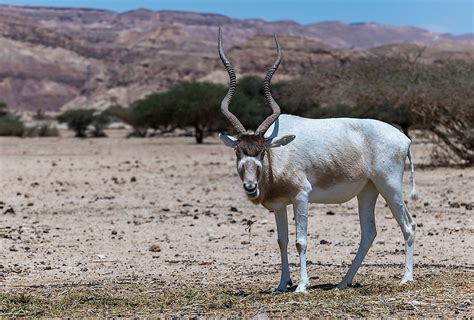 What Animals Live In The Sahara Desert Worldatlas