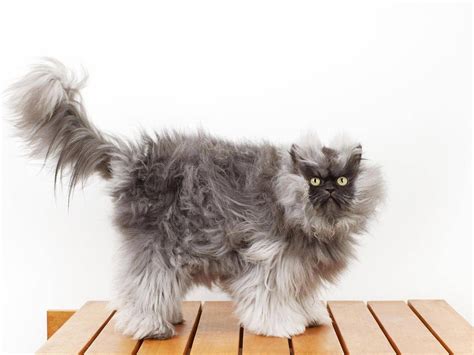 Colonel Meow Has Earned His Place In The New Guinness World Records