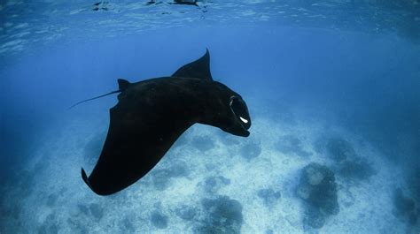 Rare Black Manta Ray Spotted On The Great Barrier Reef Australian