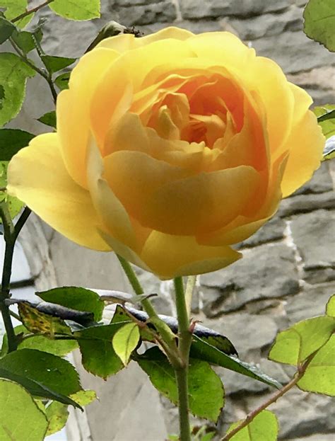 √ Pictures Of Beautiful Yellow Roses