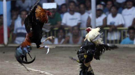 Rooster Kills Owner With Cockfight Blade In India Khaama Press