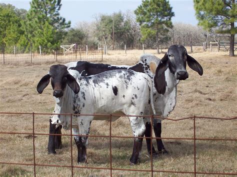 Filebrahman Cattle Sb001 Wikipedia