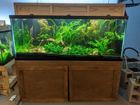 New House New Tank 210 Gallon Aqueon Page 5 The Planted Tank Forum