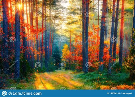 Sunlight In Autumn Forest Stock Image Image Of Colorful 158006141
