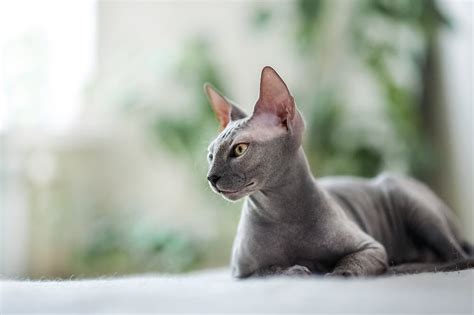 Best Hypoallergenic Cats Cats That Dont Shed