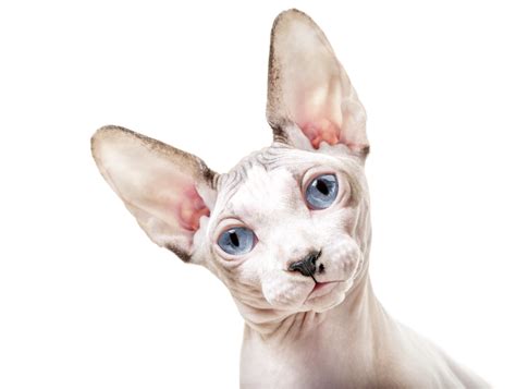 What Colors Can Sphynx Cats Be Litter Robot