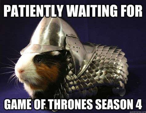 Guinea Pig Throne Memes Quickmeme