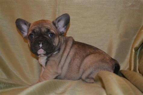 Up to date on vaccines and dewormer call or dm for more info. AKC french bulldog puppies, blue carrier for Sale in ...
