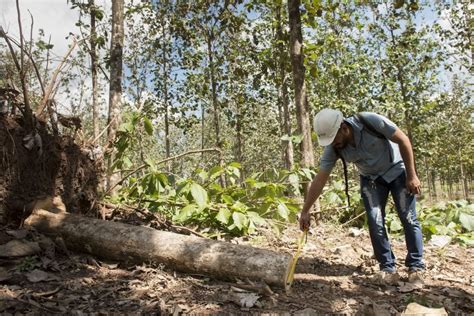 Así Aprovechará Mlr Forestal Los árboles Derribados Por Eta Y Iota En