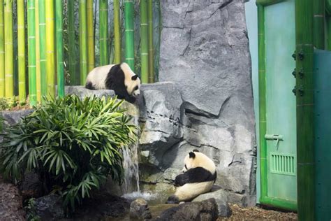 Meet The Four Giant Pandas Living In The Calgary Zoos Panda Passage