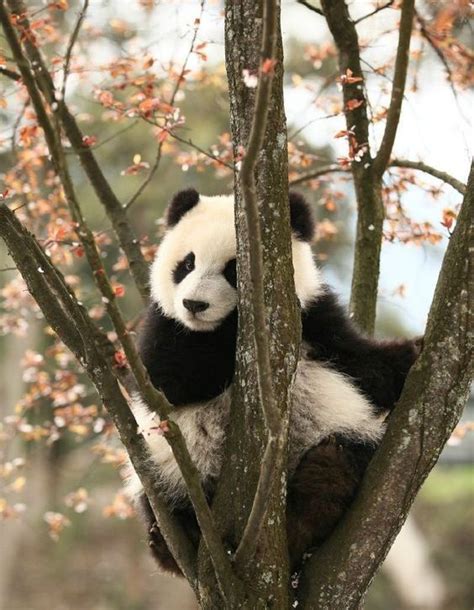 A Black And White Panda Bear Sitting In A Tree