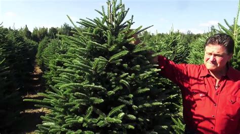 Fresh trees starting at $24.99 arriving daily through christmas eve. Stew Leonard's at the Christmas Tree Farm - YouTube