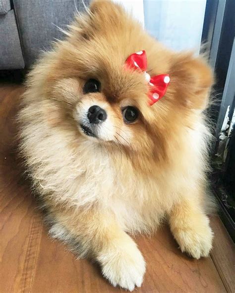 Adorable | Pomeranian puppy, Cute pomeranian, Cute baby animals