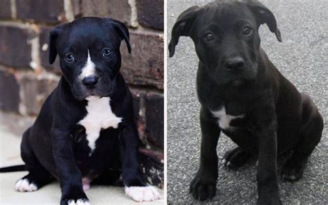 Black American Pitbull Terrier Puppy Fecolbids