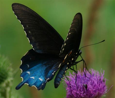 Black And Dark Colored Butterflies An Identification Guide Owlcation