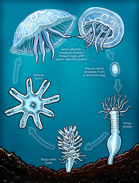 Fish Life Cycle Medusa Ocean Lesson Plans Science Life Cycles