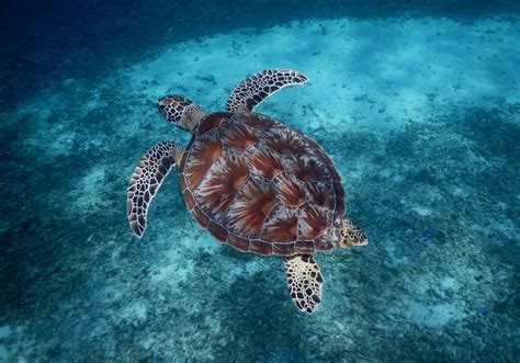 Green Sea Turtle Chelonia Mydas Bali Wildlife