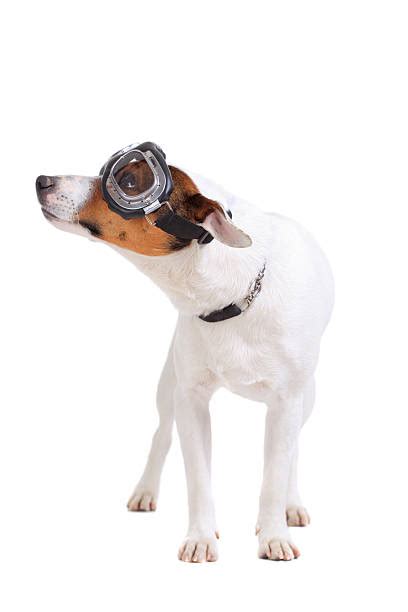 Dog Aviator Goggles Stock Photos Pictures And Royalty Free Images Istock