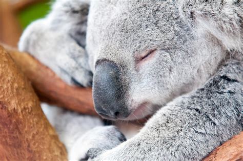 Adorable Koala Bear Taking A Nap Sleeping On A Tree Photograph By Alex