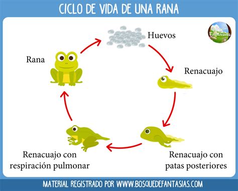 Fichas Con Los Ciclos De Vida De Los Seres Vivos Para Primaria