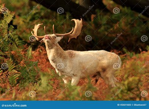 Funny Face Deer Stock Image Image Of Cute Field Funny 45601683