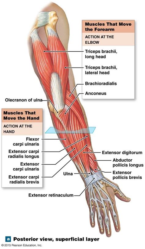 Hand And Forearm Muscle Anatomy Anterior View And Posterior View My