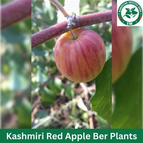 Full Sun Exposure Kashmiri Red Apple Ber Plants For Fruits At Rs 18plant In Keolari