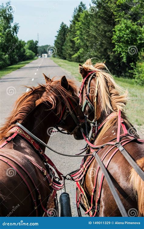 Horses In Harness On The Roadside In The Suburbs Stock Image Image Of