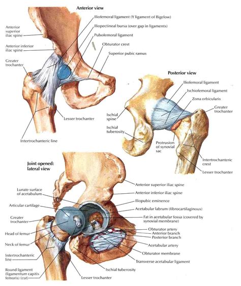 Human Hip Joint Picture Joints Anatomy Hip Anatomy