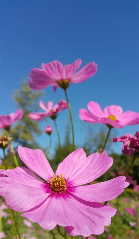 Pink Cosmos Flowers Blooming In The Garden Stock Photo Image Of