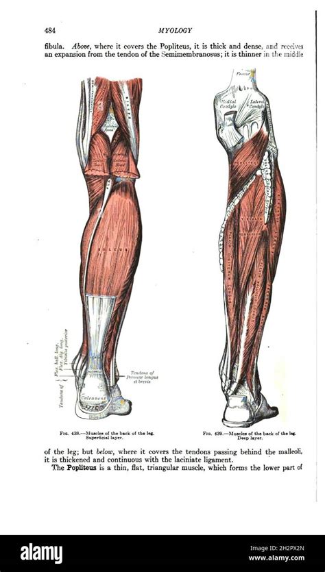 Vintage Anatomy Book The Illustration Of Popliteus Muscle Stock Photo