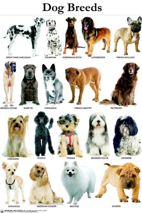How Many Dog Breeds Are There Golden Retriever Club