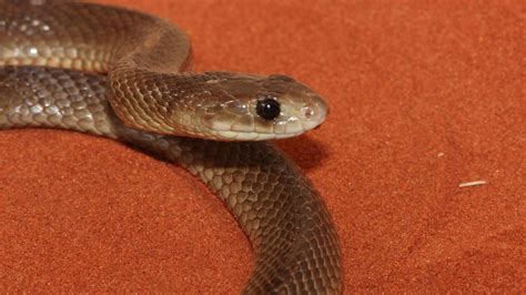 Western Brown Snake Pseudonaja Nuchalis Alice Springs R Flickr